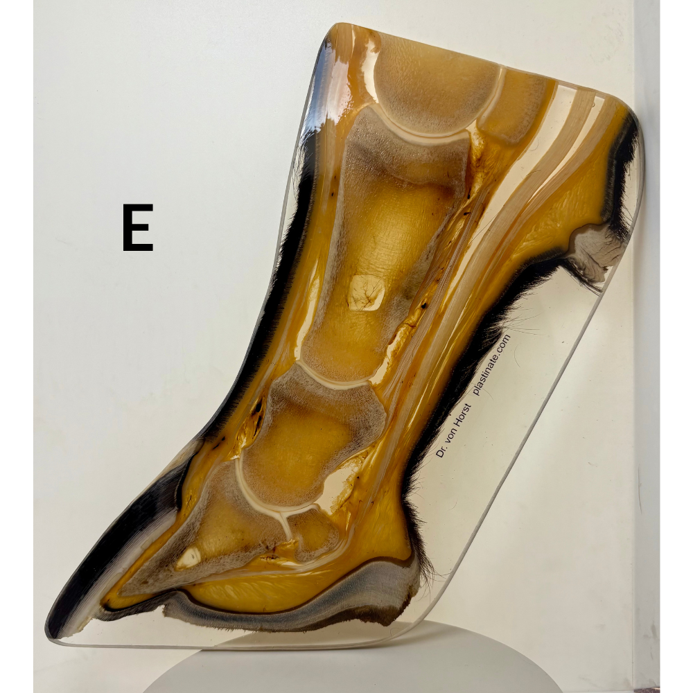 Equine Hoof Plastination Models by Dr. Christoph von Horst