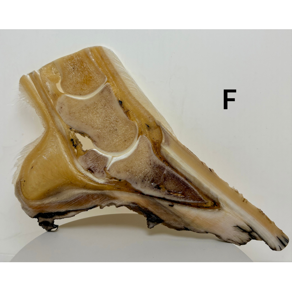 Equine Hoof Plastination Models by Dr. Christoph von Horst