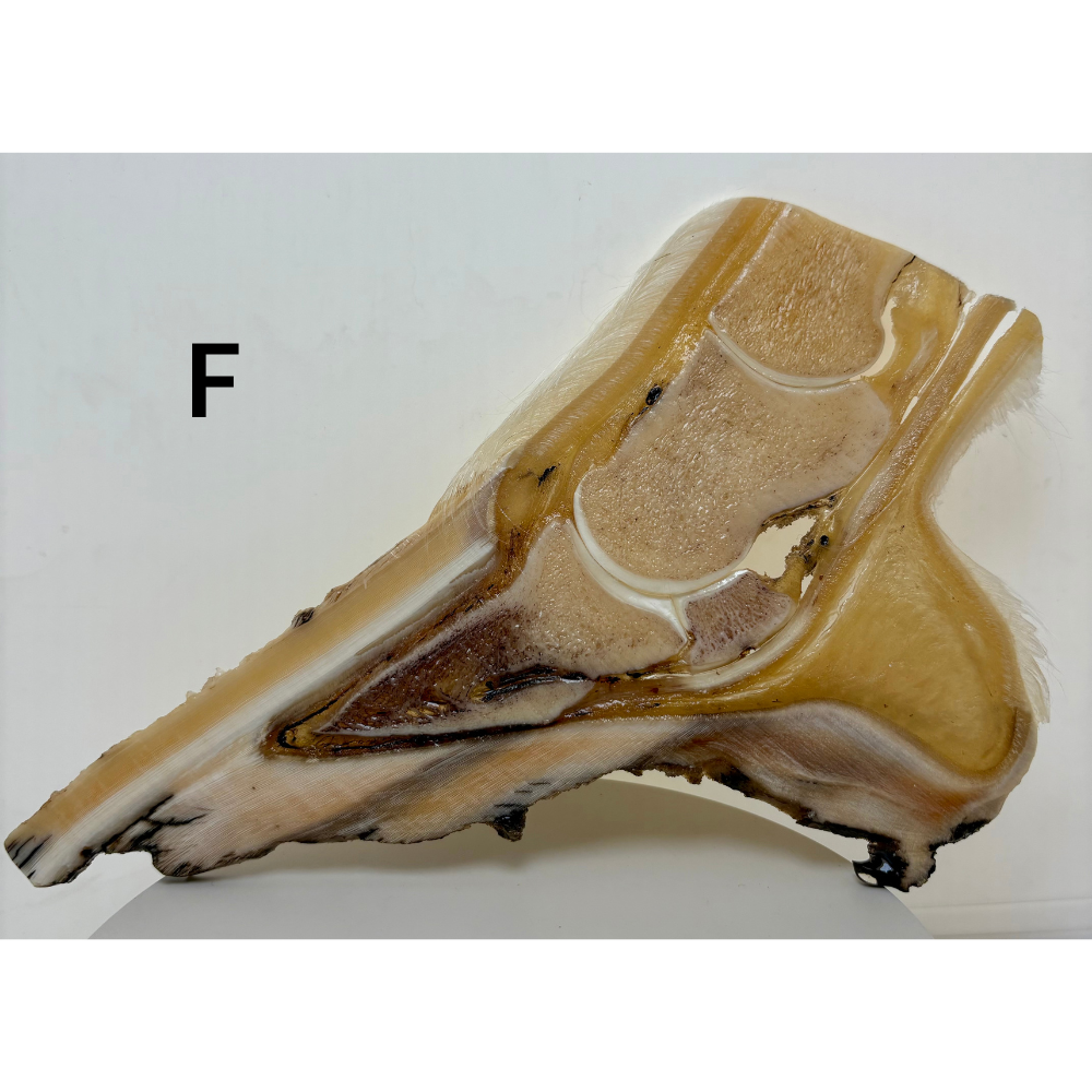 Equine Hoof Plastination Models by Dr. Christoph von Horst
