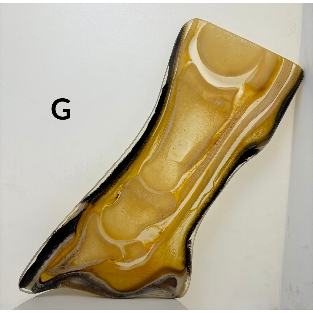 Equine Hoof Plastination Models by Dr. Christoph von Horst