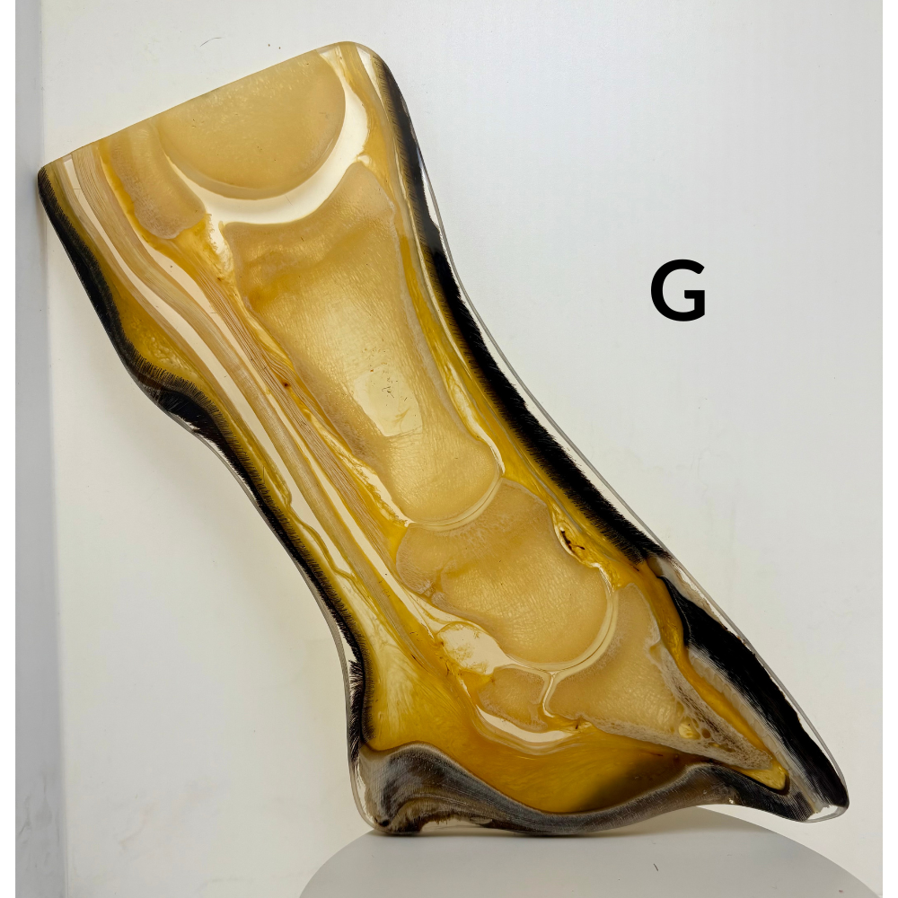 Equine Hoof Plastination Models by Dr. Christoph von Horst