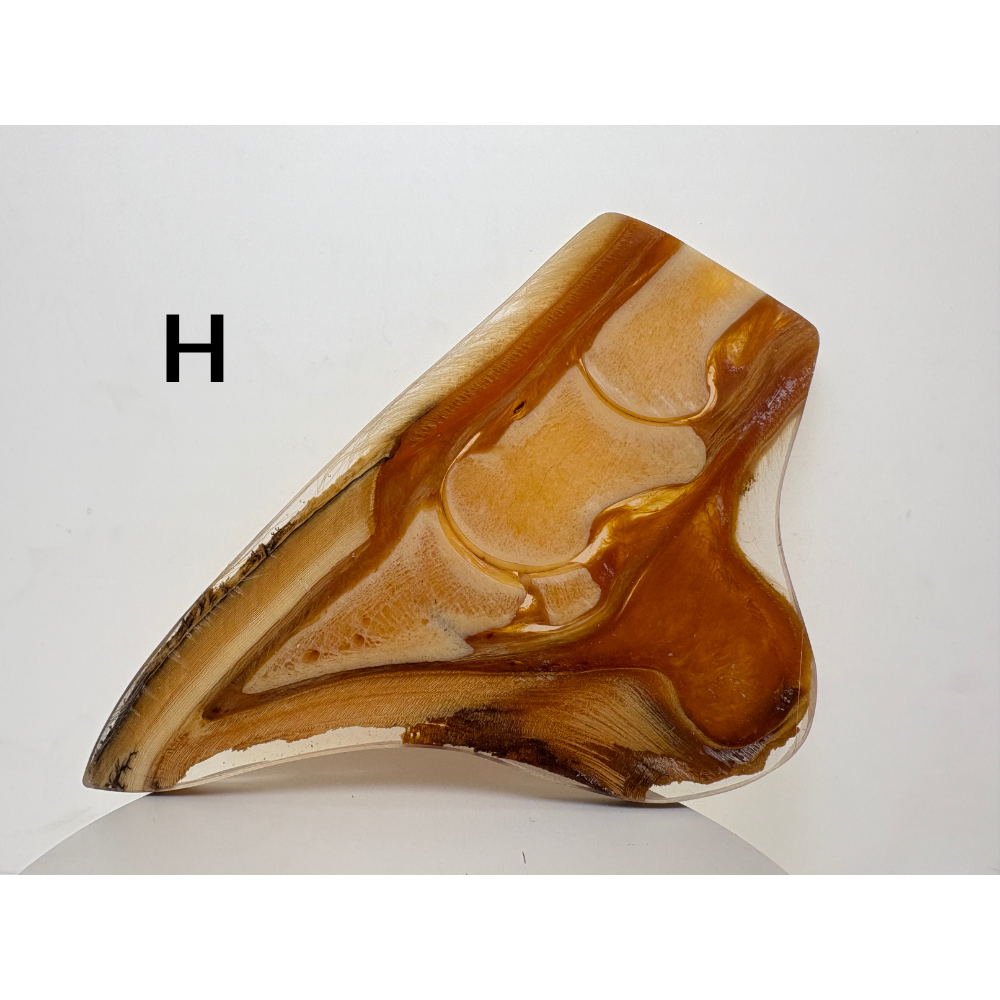 Equine Hoof Plastination Models by Dr. Christoph von Horst