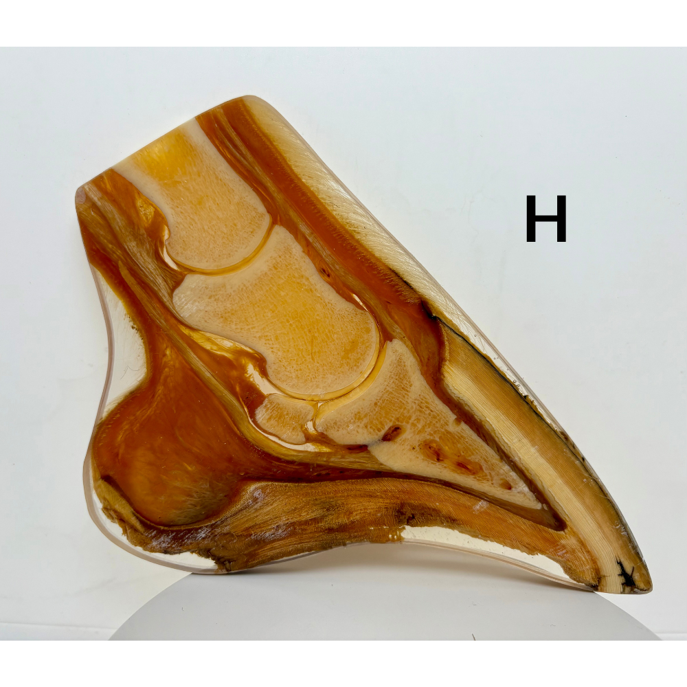 Equine Hoof Plastination Models by Dr. Christoph von Horst
