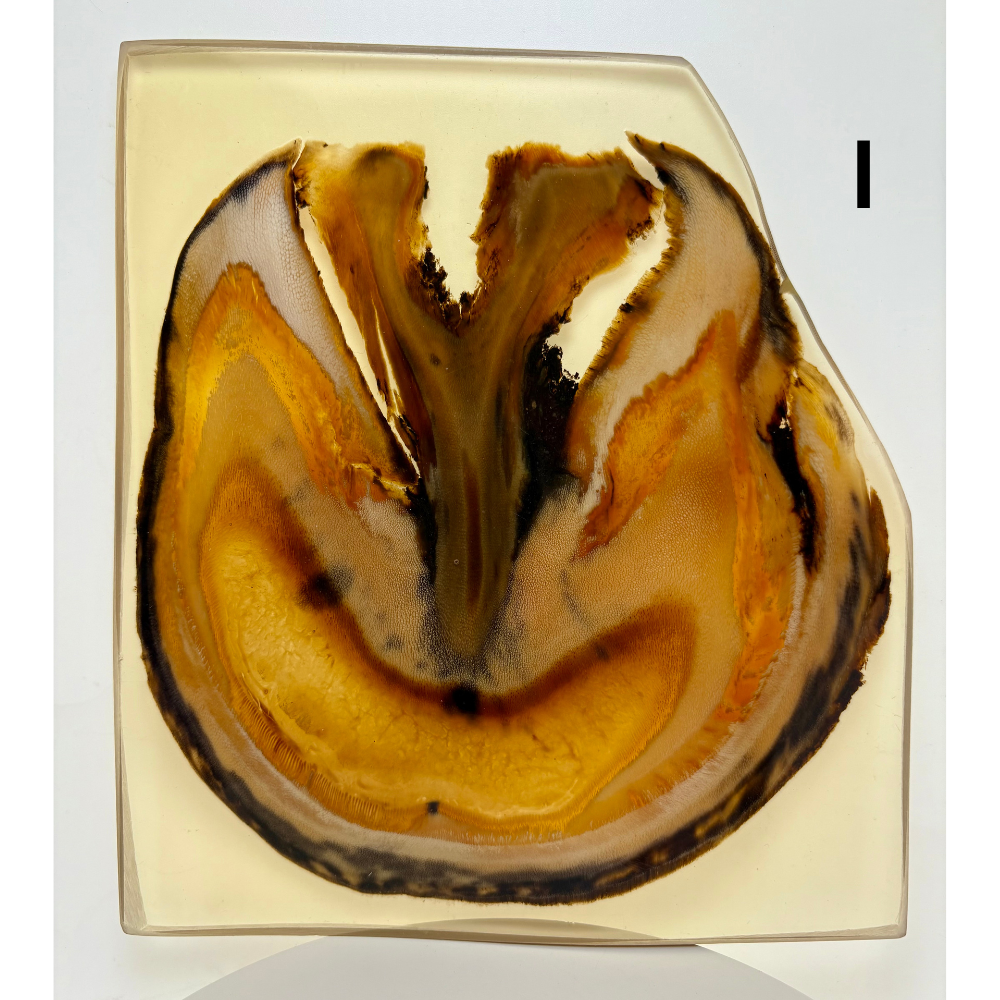 Equine Hoof Plastination Models by Dr. Christoph von Horst