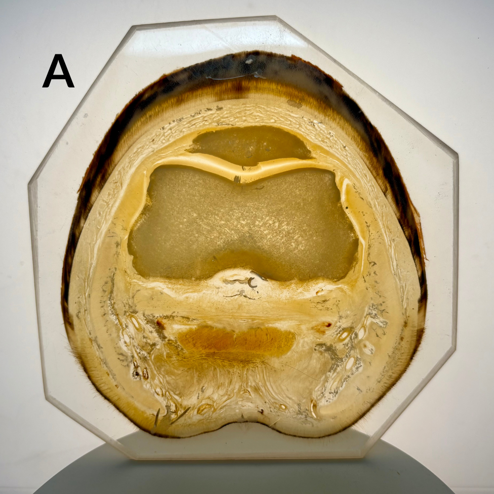 Equine Hoof Plastination Models by Dr. Christoph von Horst