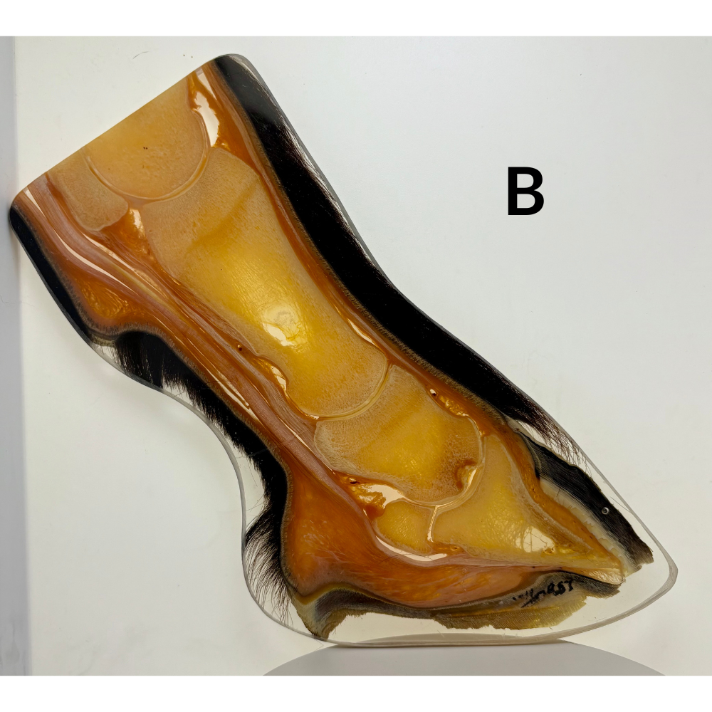 Equine Hoof Plastination Models by Dr. Christoph von Horst