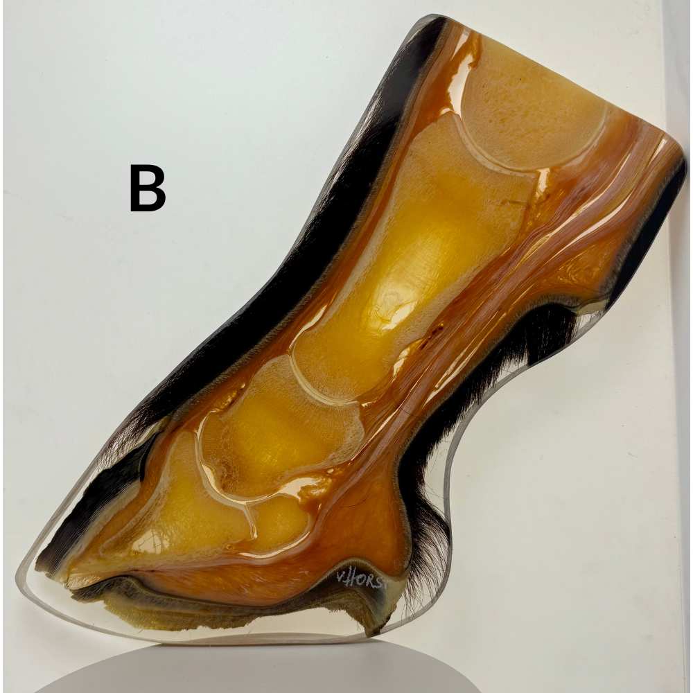 Equine Hoof Plastination Models by Dr. Christoph von Horst