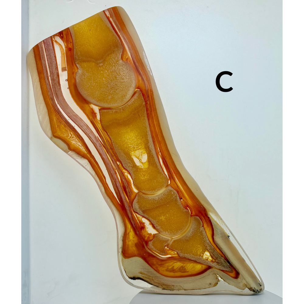 Equine Hoof Plastination Models by Dr. Christoph von Horst