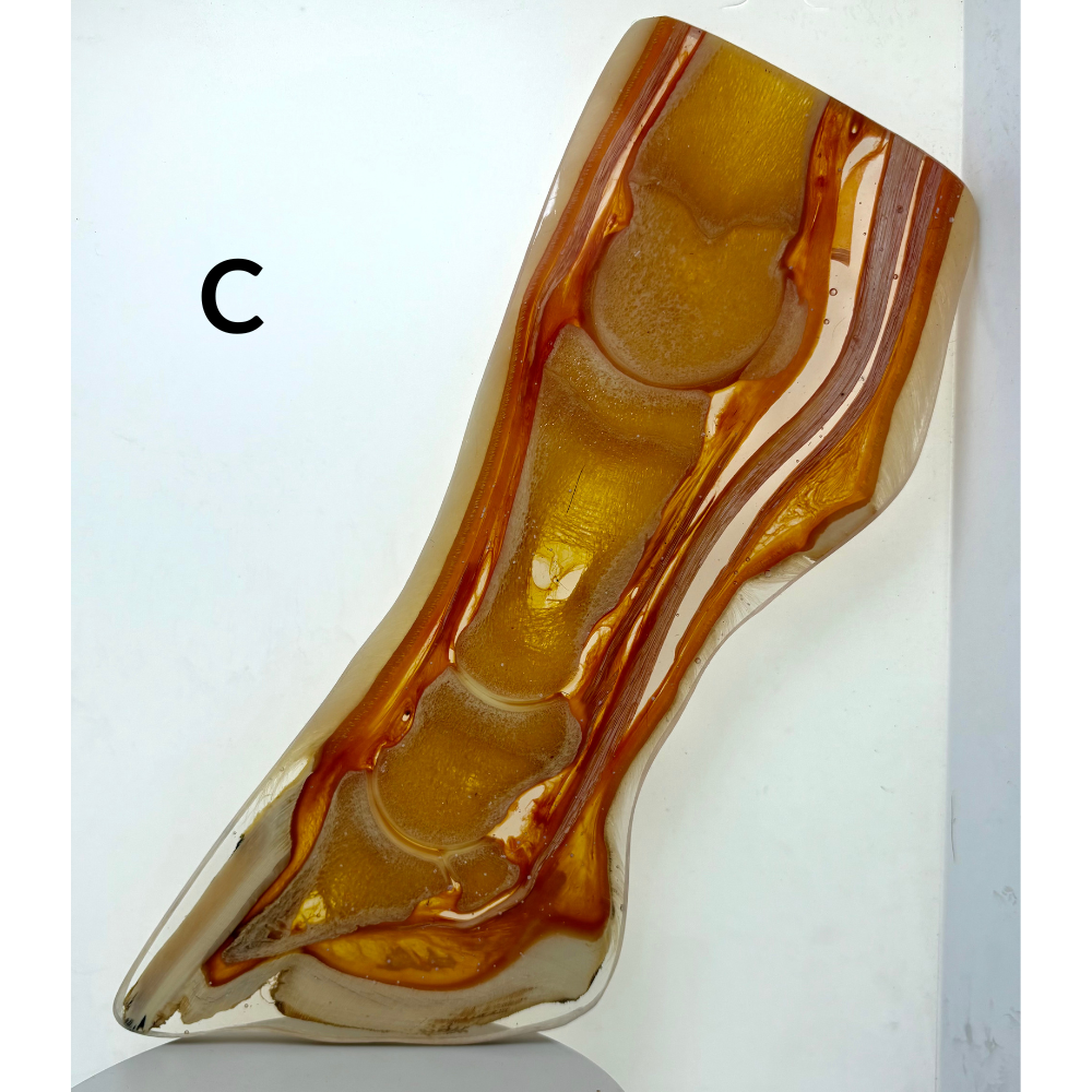 Equine Hoof Plastination Models by Dr. Christoph von Horst