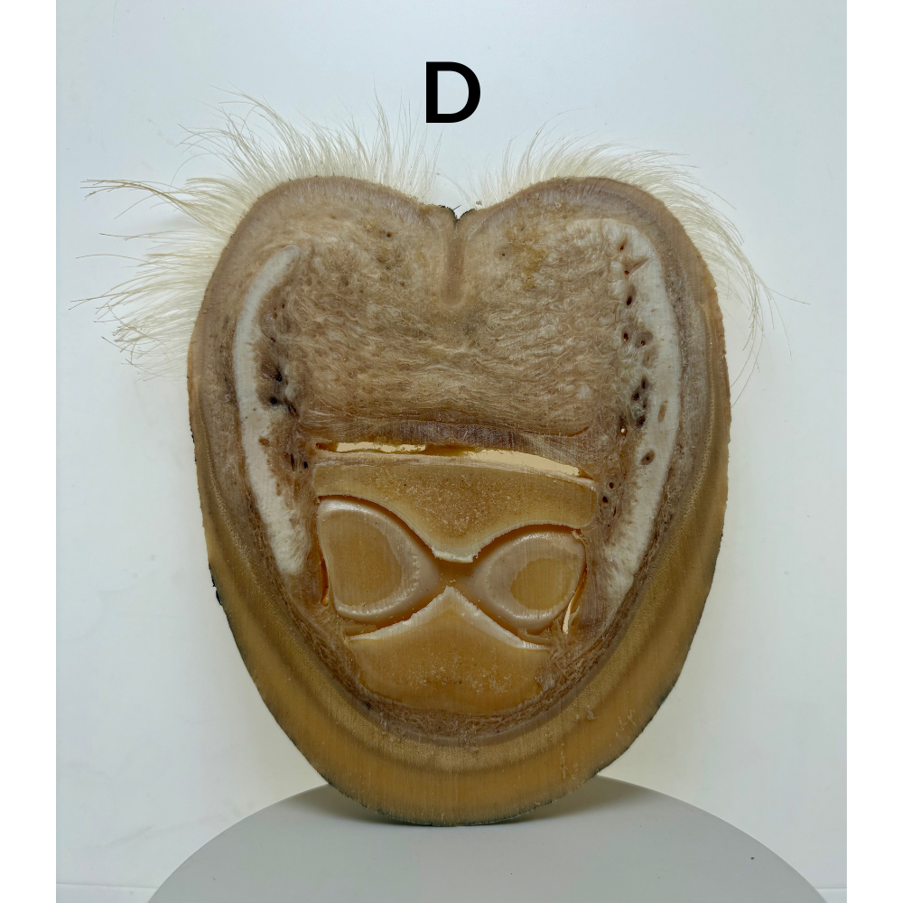 Equine Hoof Plastination Models by Dr. Christoph von Horst