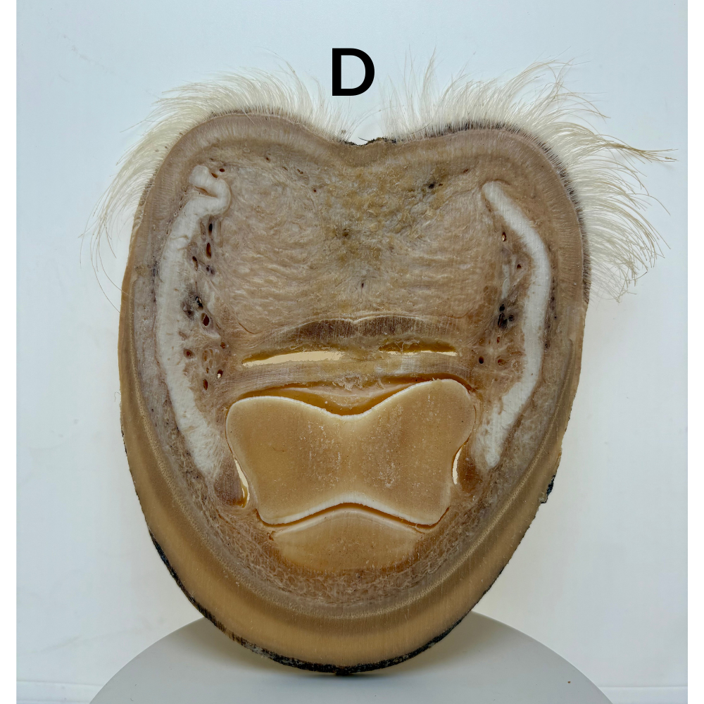 Equine Hoof Plastination Models by Dr. Christoph von Horst
