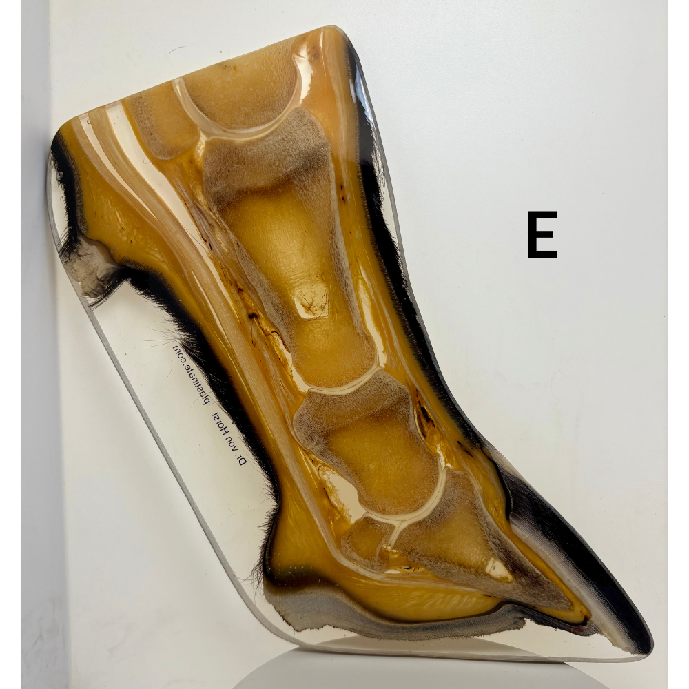 Equine Hoof Plastination Models by Dr. Christoph von Horst