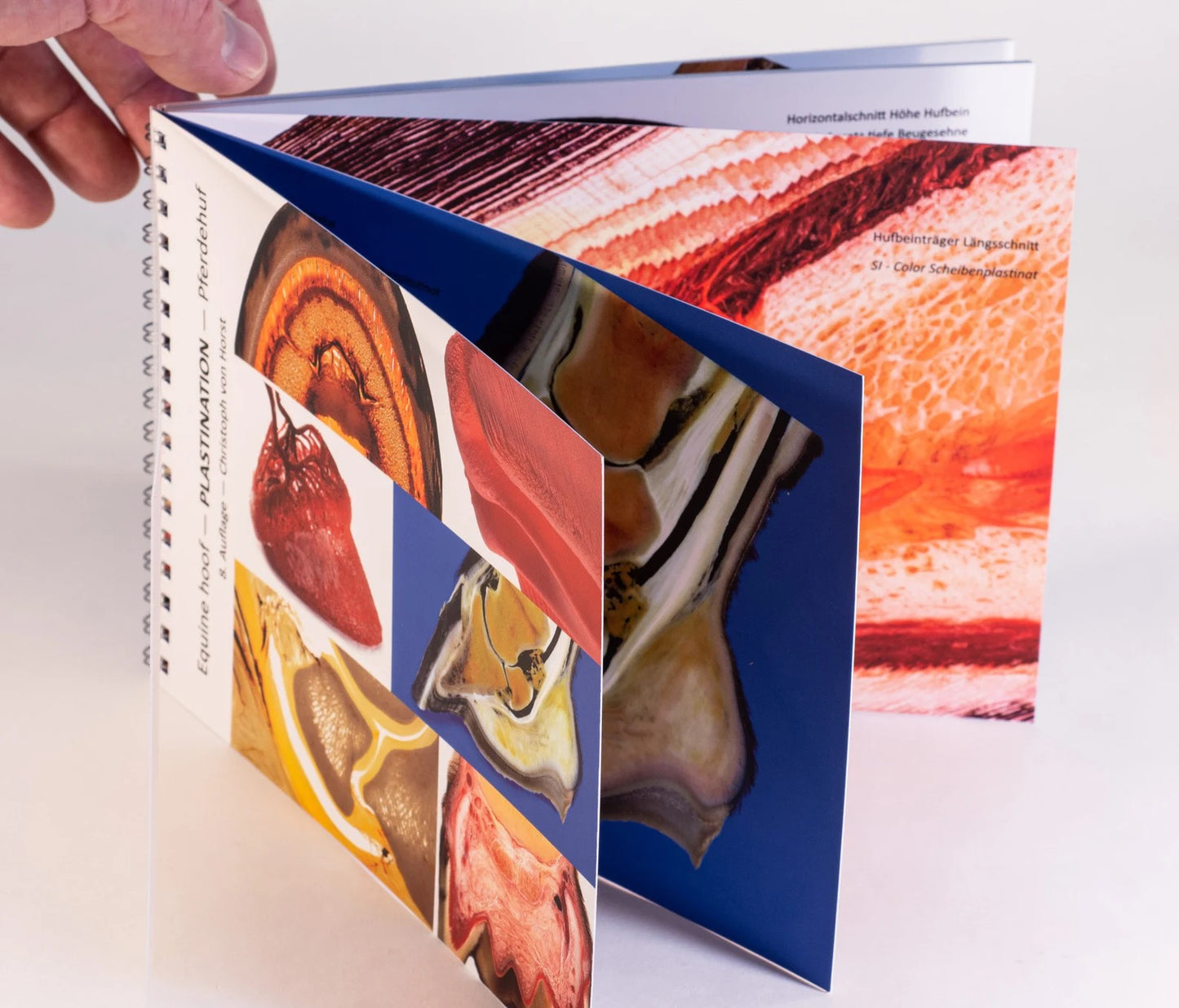 Equine hoof — PLASTINATION 8. Edition — Christoph von Hurst