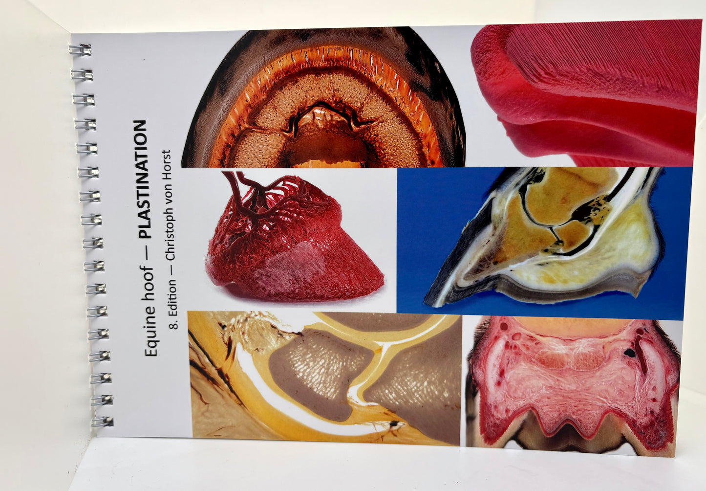 Equine hoof — PLASTINATION 8. Edition — Christoph von Hurst