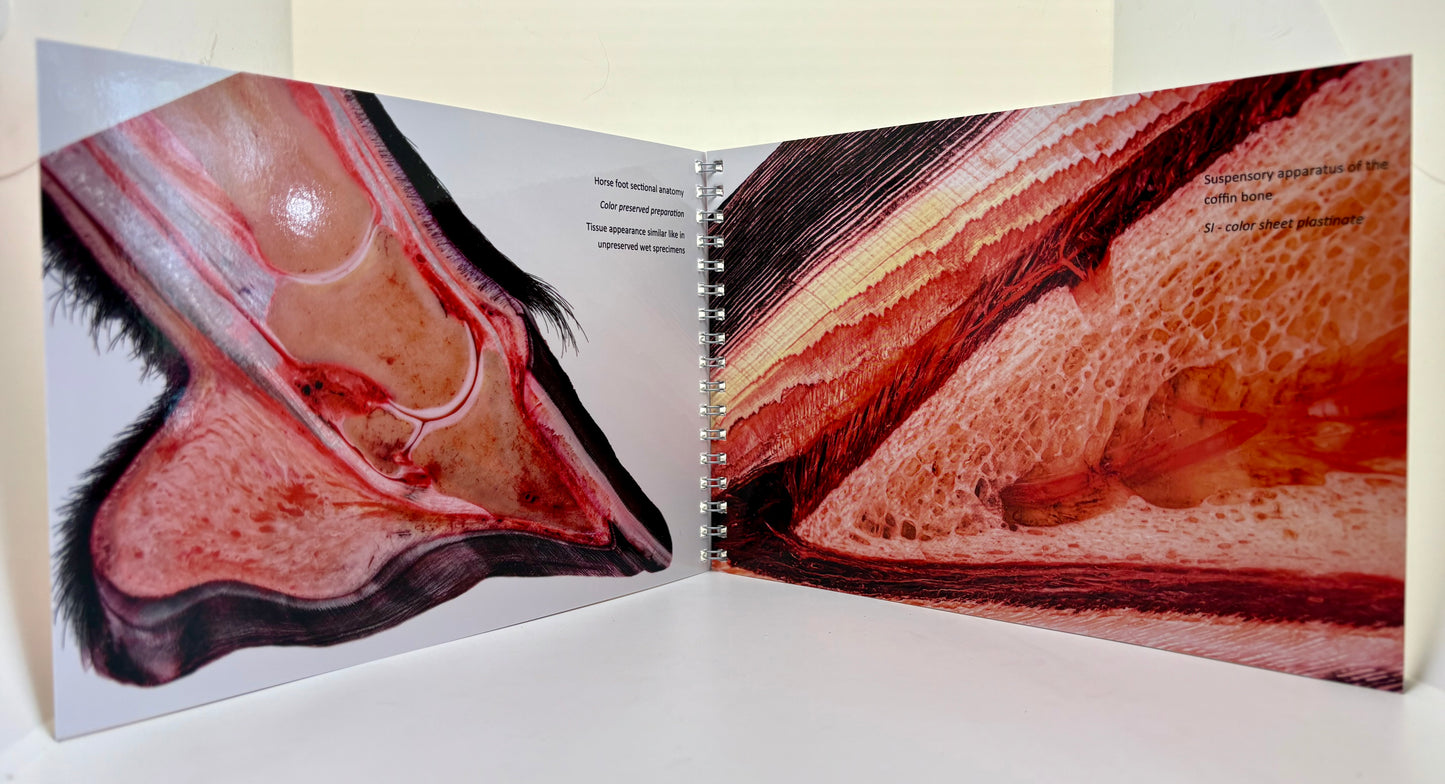 Equine hoof — PLASTINATION 8. Edition — Christoph von Hurst