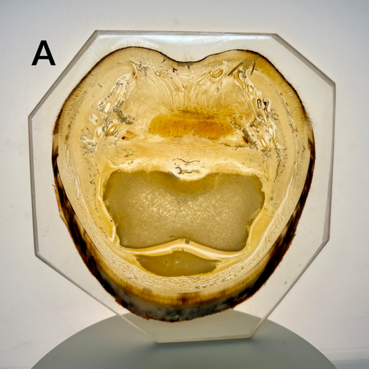 Equine Hoof Plastination Models by Dr. Christoph von Horst