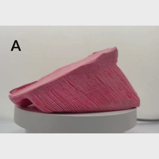 Silicon Mold of Equine Hoof by Dr. Christoph von Horst